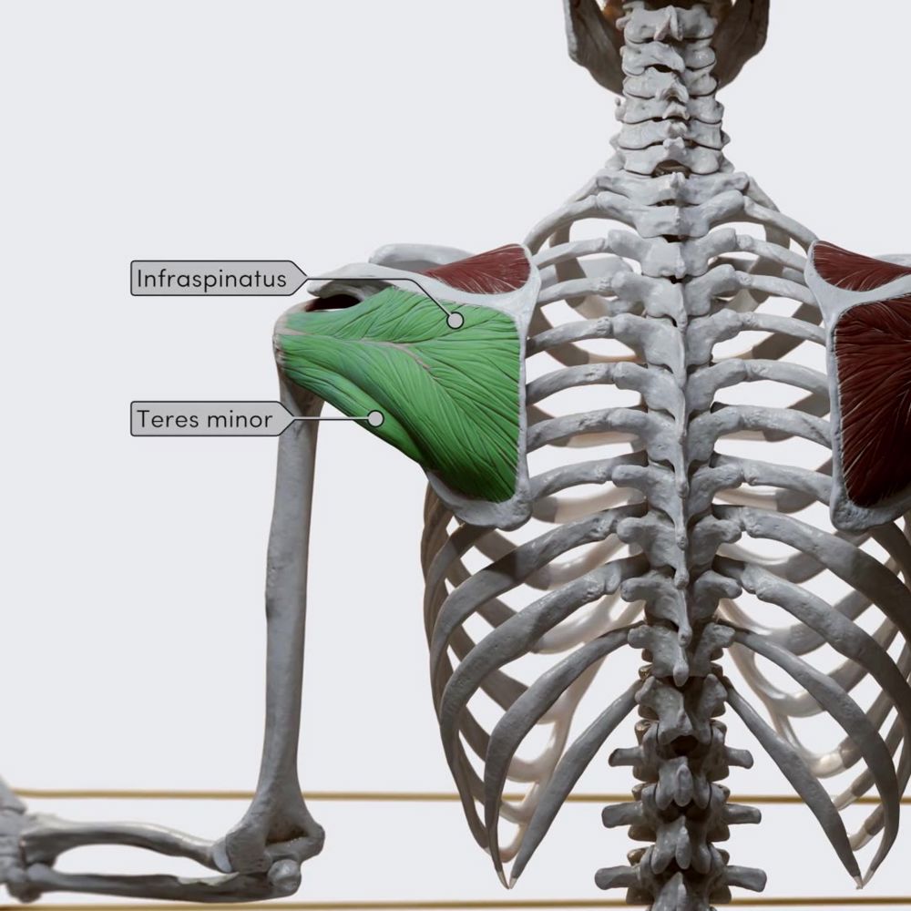 Rotator cuff muscles: external rotation of the shoulder
