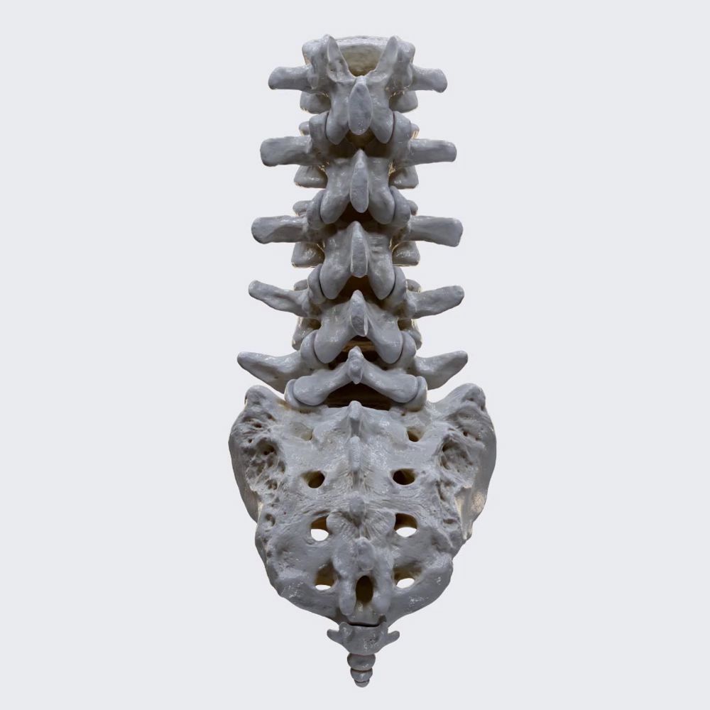 Lower spine (lumbar vertebrae, sacrum, coccyx)