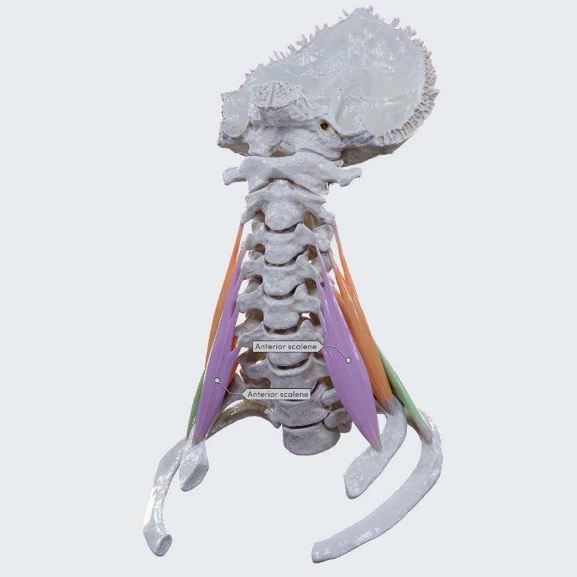 Overview of the scalene muscles 