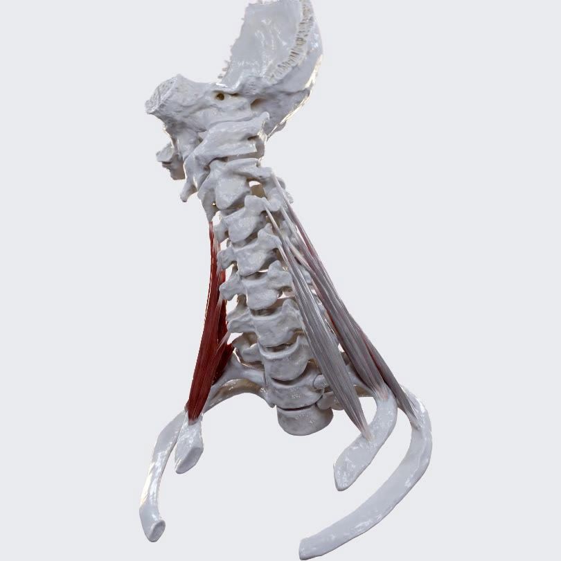 Function of the scalene muscles