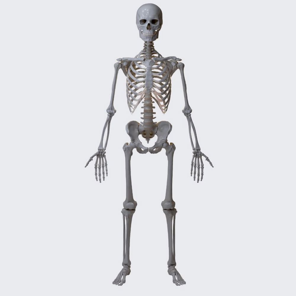 Human skeleton (male)