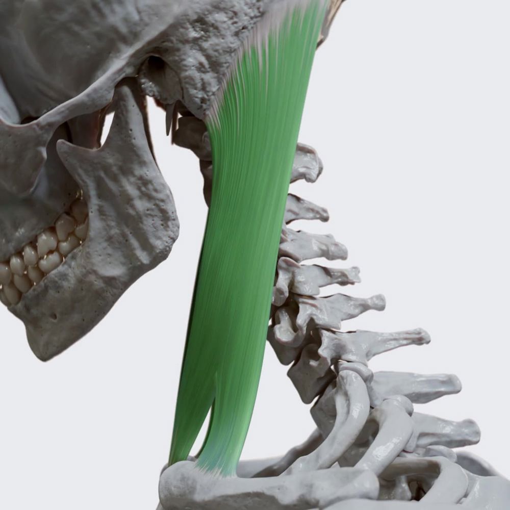 Sternocleidomastoid: flexion of the neck