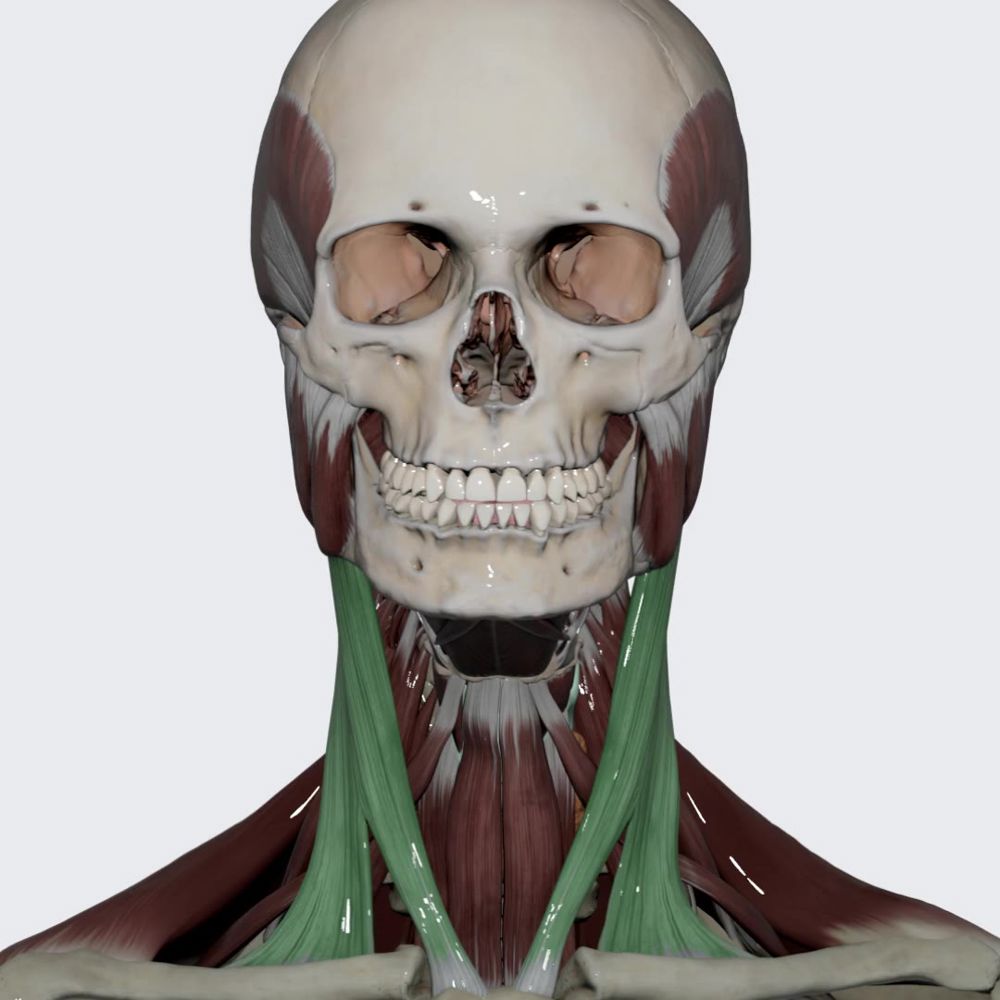 Sternocleidomastoid