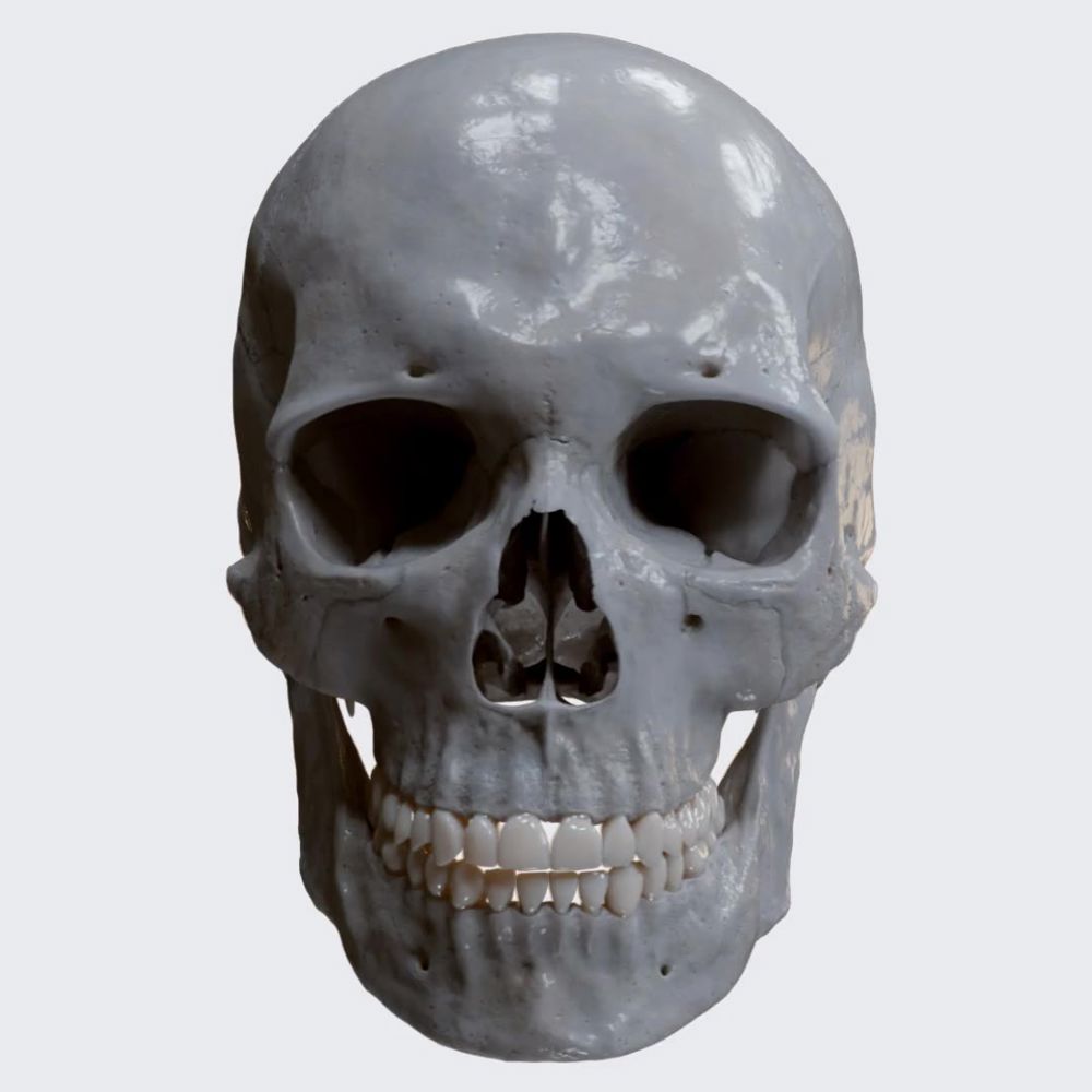 Skull 