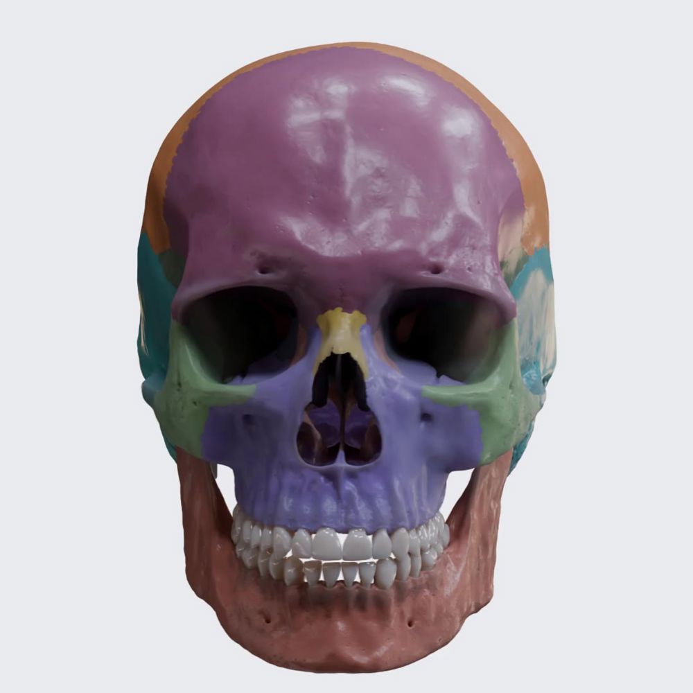 Skull (360 view)