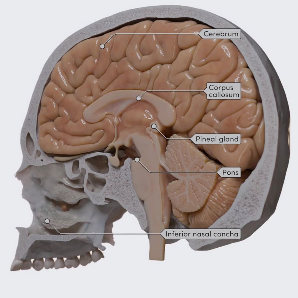 Exploring the skull: sagittal section (with the brain included)