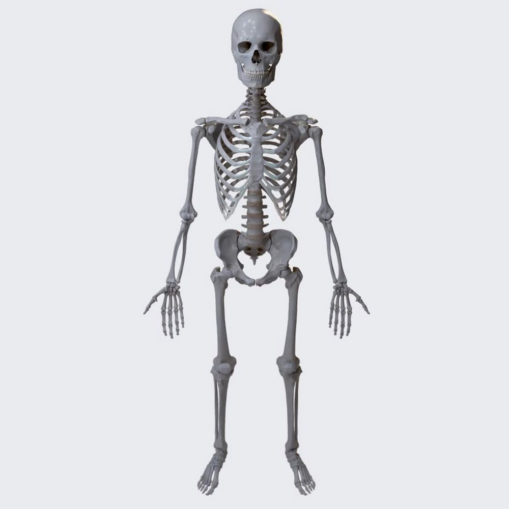 Skeleton of the upper limb: clavicle, scapula, and humerus