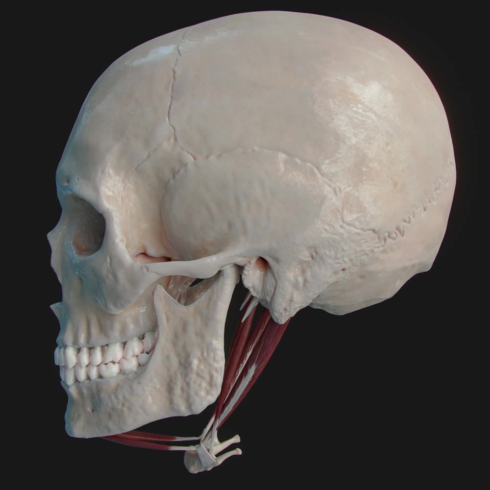 Stylohyoid muscle and its action