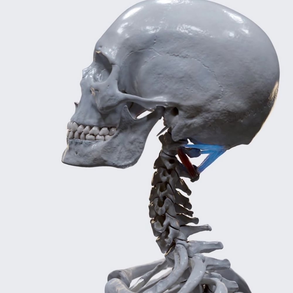 Biomechanics of suboccipital muscles