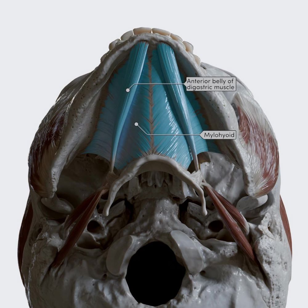 Action of suprahyoid muscles