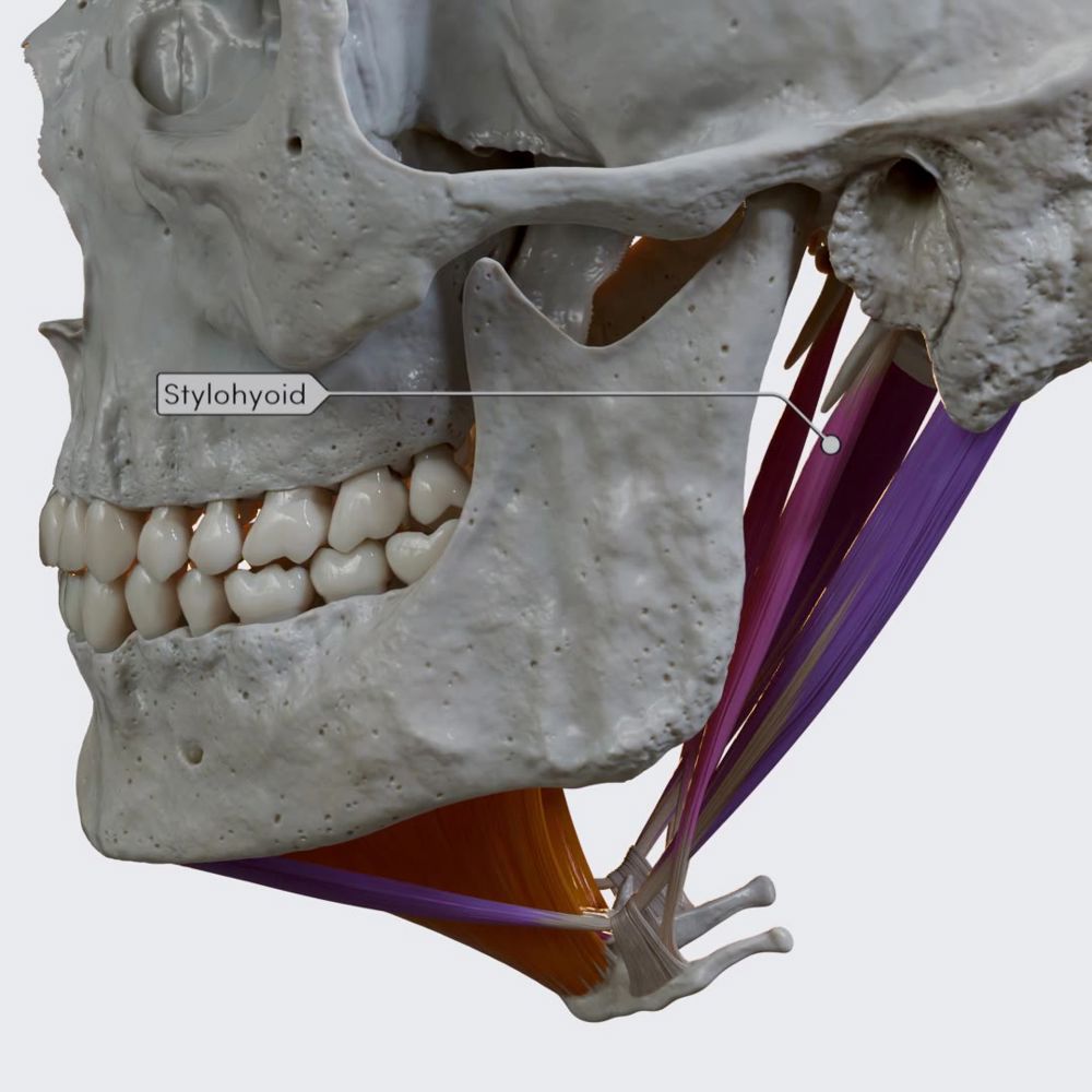 Suprahyoid muscles