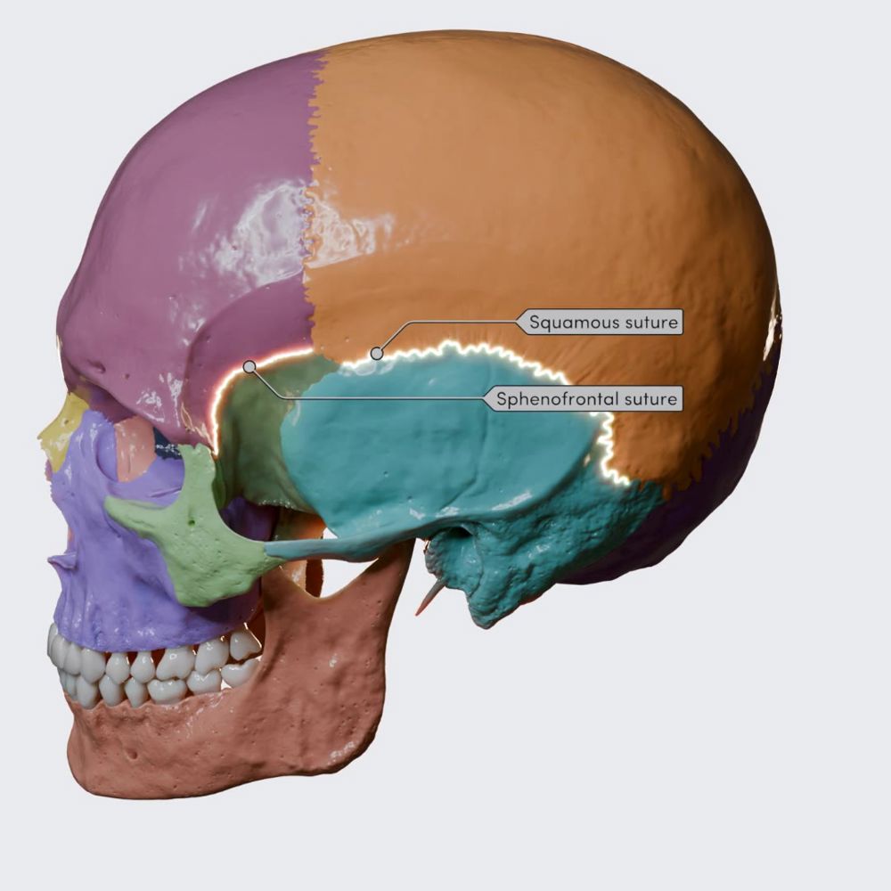 Sutures of the skull