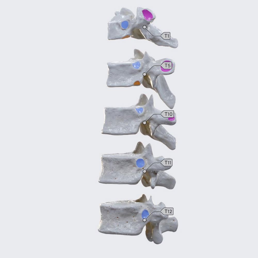 Comparision of the typical and atypical thoracic vertebrae