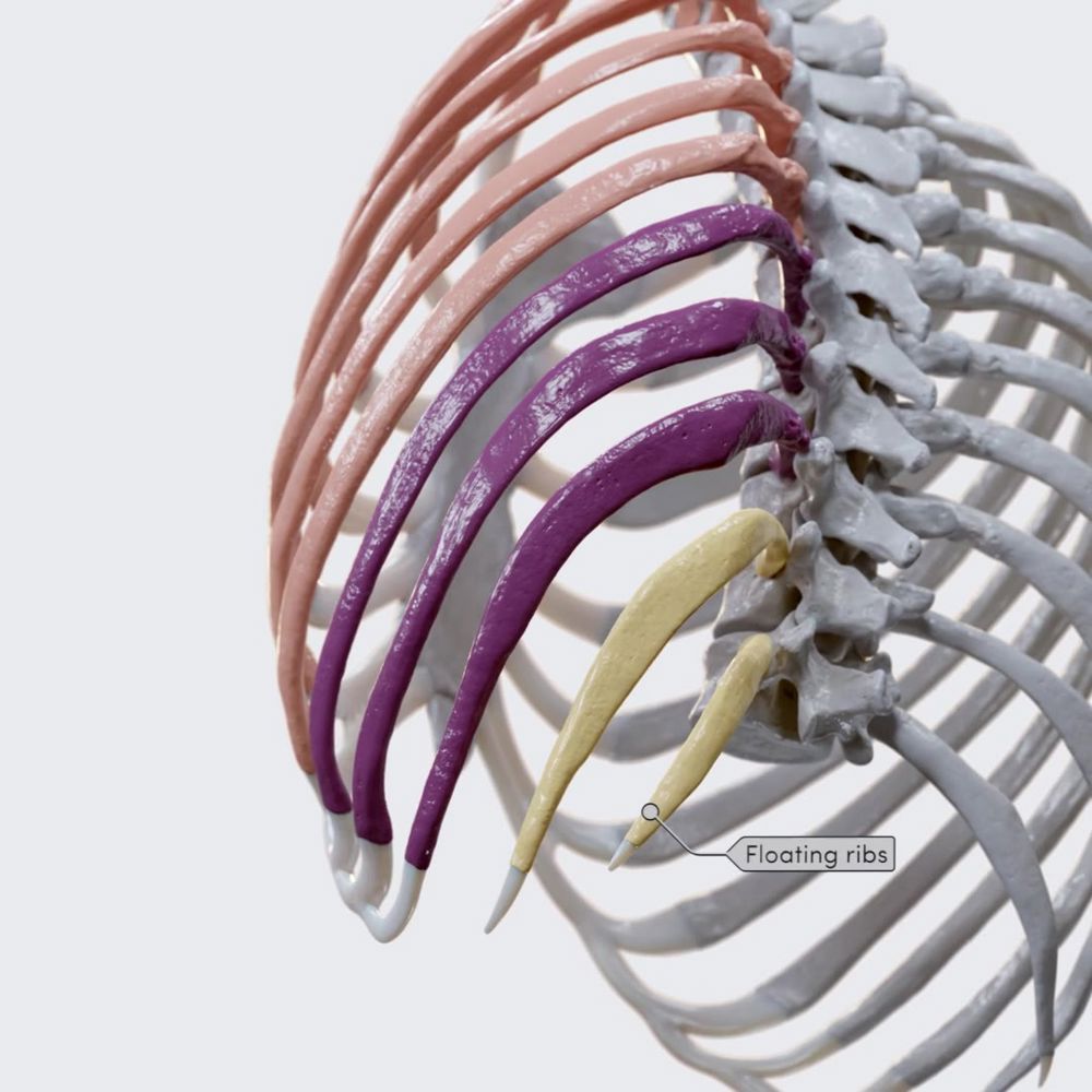 Classification and landmarks of the ribs