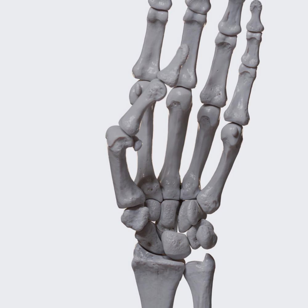 Biomechanics of the thumb: movements at the first carpometacarpal joint