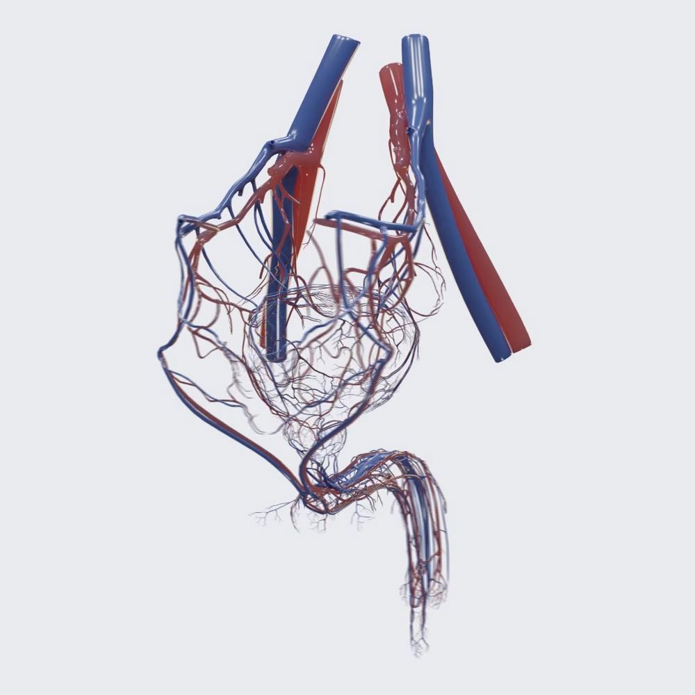 Blood vessels supplying the male urinary bladder and urethra