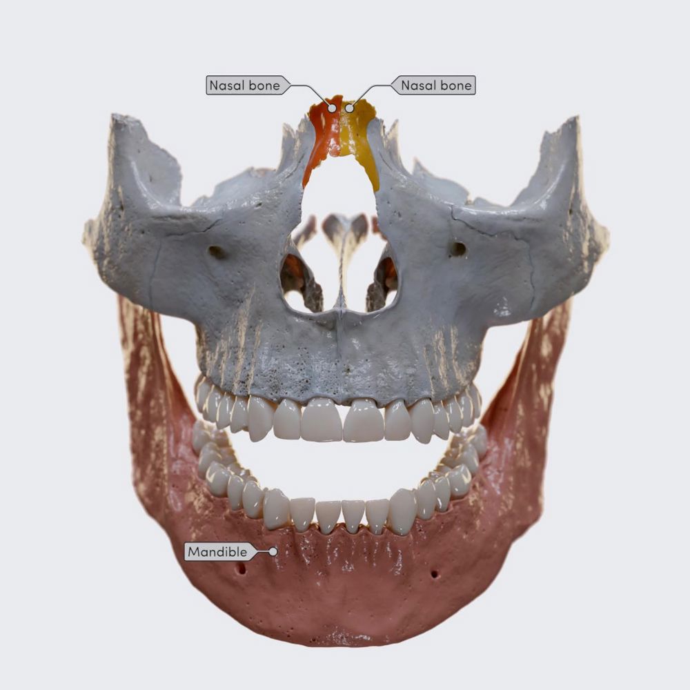 Bones of the viscerocranium 